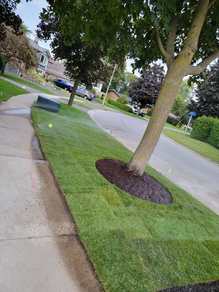 Fresh sod laid along a boulevard with a mulched ring around an existing tree