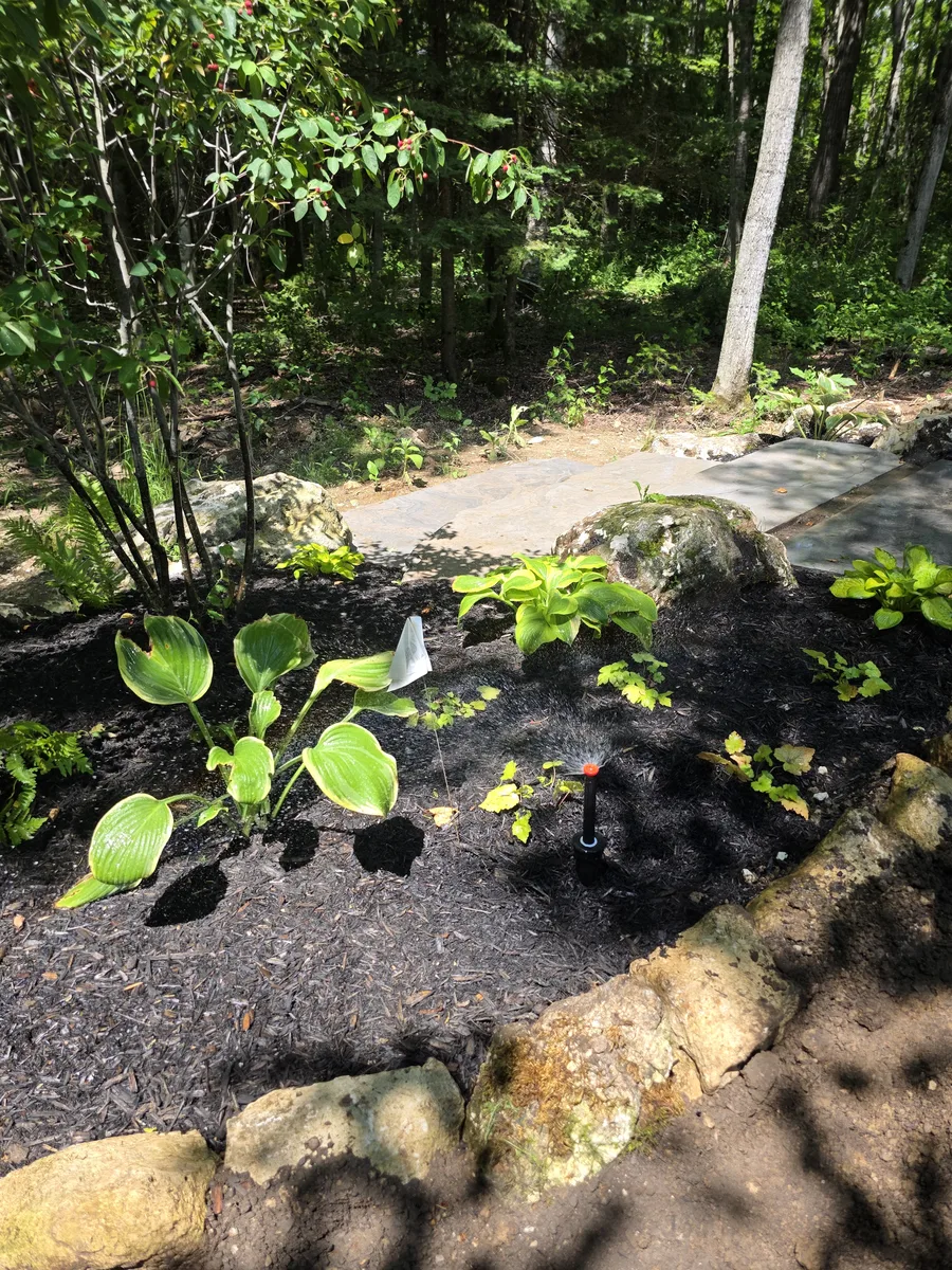 Micro-spray head running in a shaded hosta bed edged with boulders, beside a flagstone path