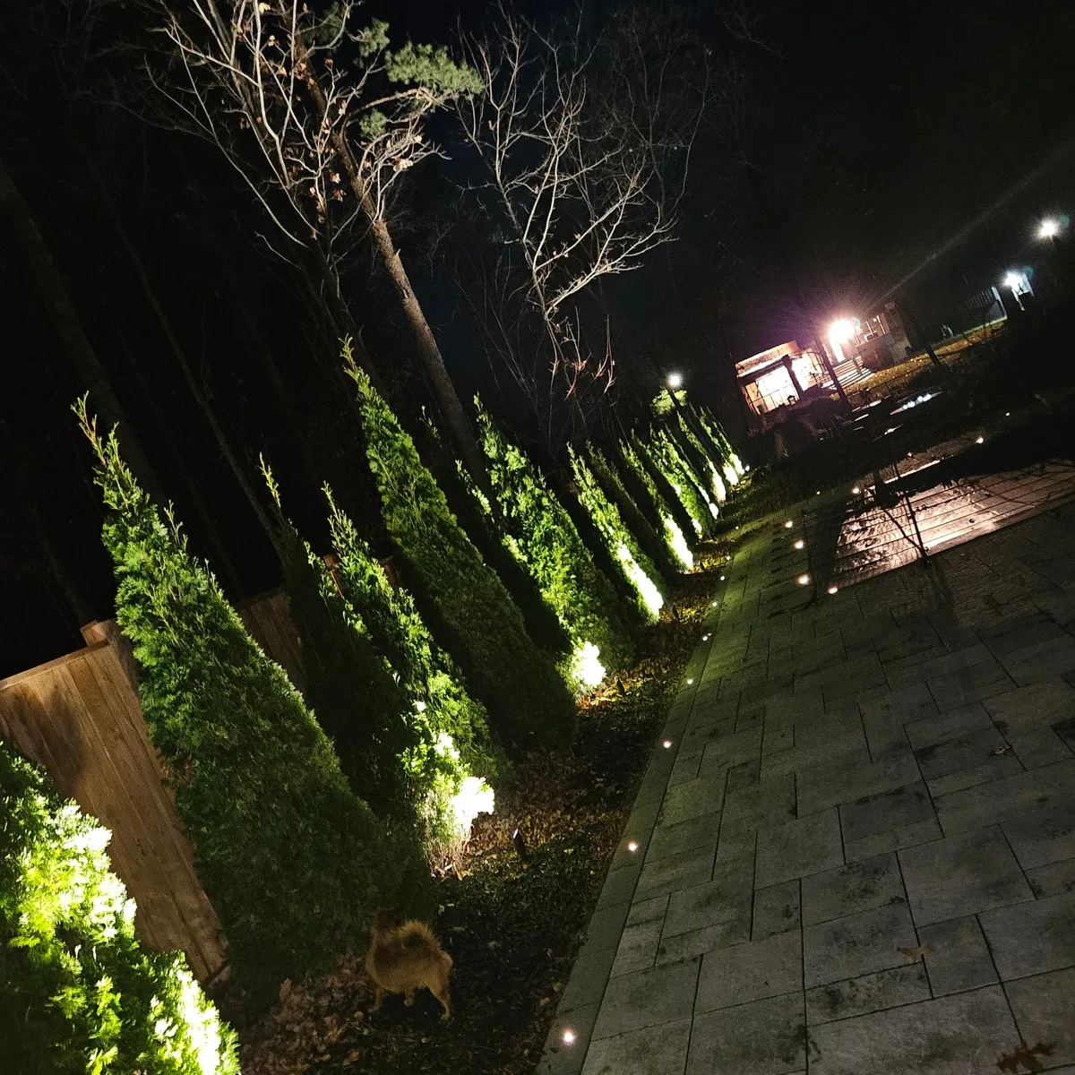 Low-voltage landscape lighting on a row of cedars along a stone walkway