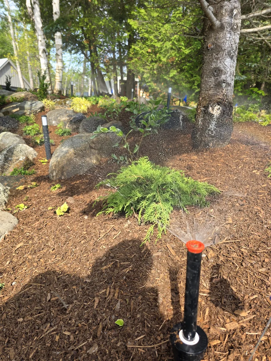 Sprinkler head watering a newly planted shrub in a mulched bed